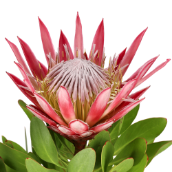 Protėja - Protea cynaroides Little Prince
