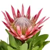 Protea cynaroides Little Prince