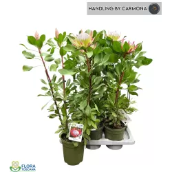 Protea cynaroides Little Prince