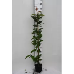 Sakura trees with home delivery