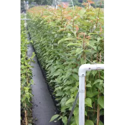 Sakura trees with home delivery