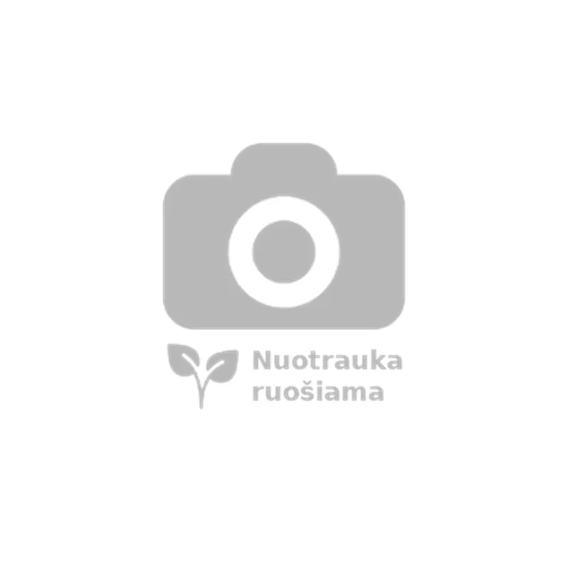 Prunus amygdalus Dulcis Bush C7,5L round 27 cm 150-175 cm