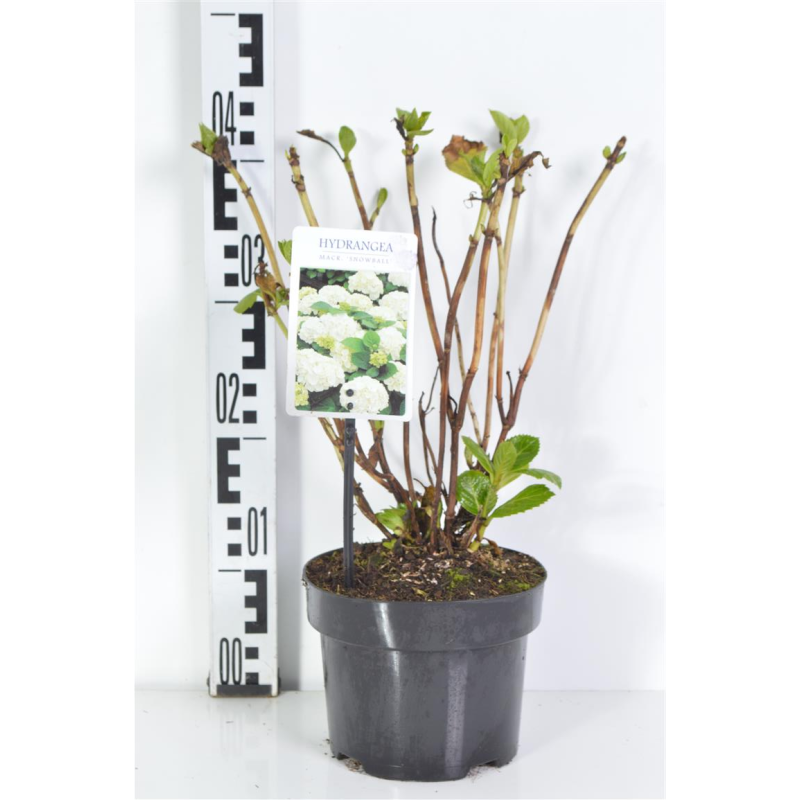 Didžialapė hortenzija - Hydrangea macrophylla (Hortensia) SCHEEBALL 17Ø c2