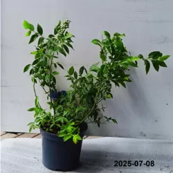 Aukštoji šilauogė (vid. vėl.) - Vaccinium corymbosum LITTLE BLUE WONDER