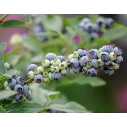 Aukštoji šilauogė (vid. vėl.) - Vaccinium corymbosum LITTLE BLUE WONDER