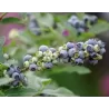 Aukštoji šilauogė (vid. vėl.) - Vaccinium corymbosum LITTLE BLUE WONDER