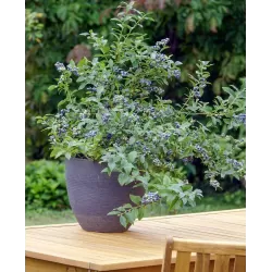 Aukštoji šilauogė (vid. vėl.) - Vaccinium corymbosum LITTLE BLUE WONDER