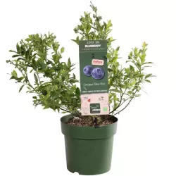 Aukštoji šilauogė (vid. vėl.) - Vaccinium corymbosum LITTLE BLUE WONDER