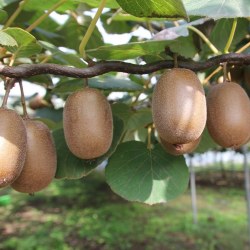 Kiwi garden - Actinidia deliciosa