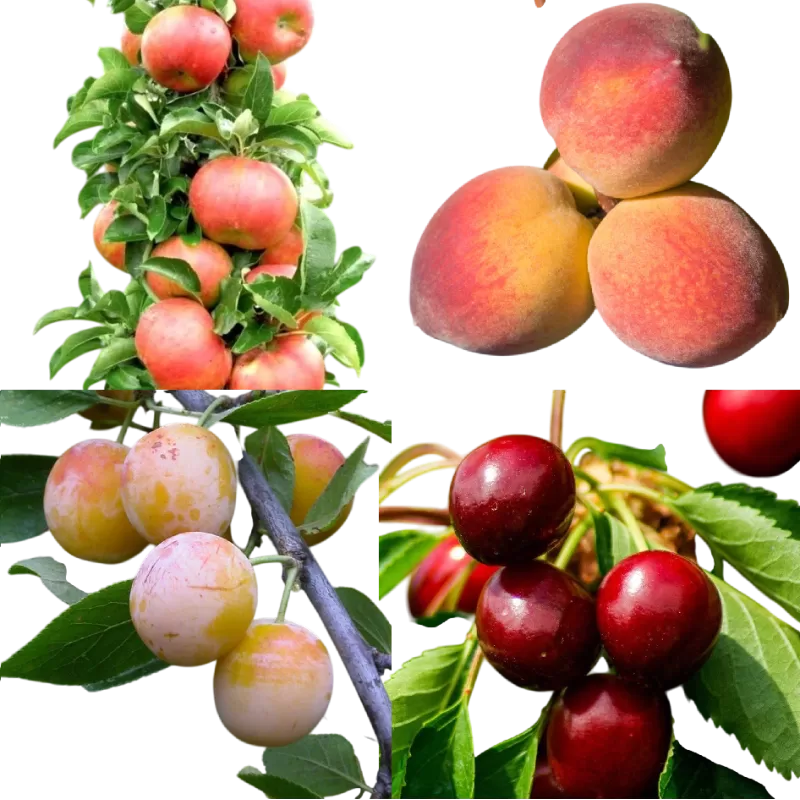 Nykštukinių vaismedžių rinkinys TERASAI ar mažam sodui